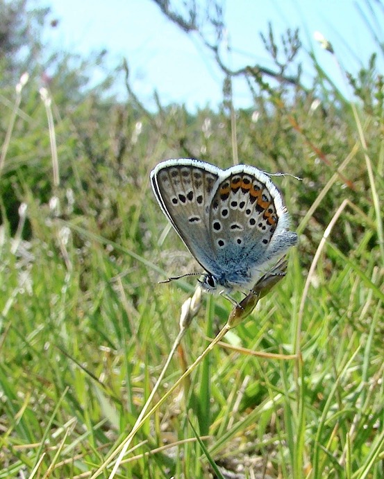 silver-studded blue
